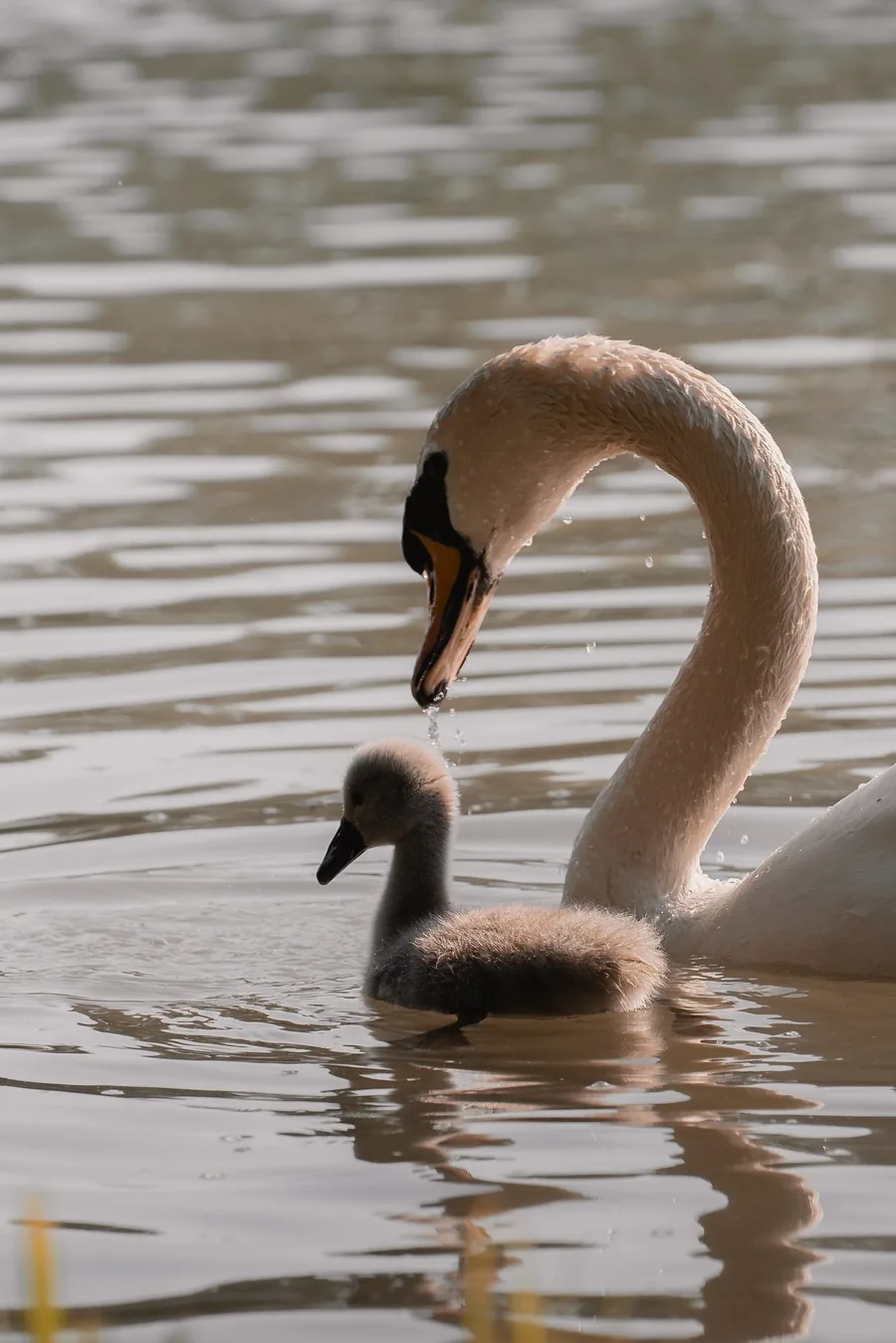 Swan and cygnet photograph illustrating fine edges, reflections and natural details to review